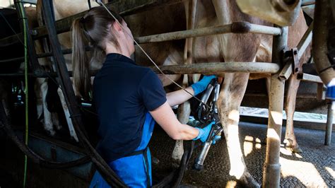 Milk Plant Hygiene Dairy Australia