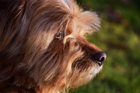 Free Picture Animal Portrait Dog Fur Terrier Canine Pet Brown