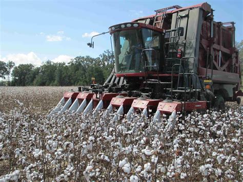 Cotton Harvest Is Running Behind Panhandle Agriculture