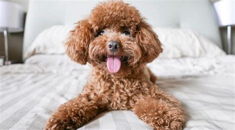 Toy Poodle Size