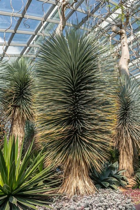 Pricky Long Leaf Desert Plant In Flower Dome Singapore Stock Photo