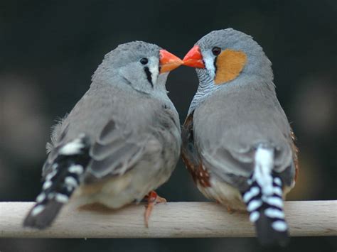 Male And Female Finch
