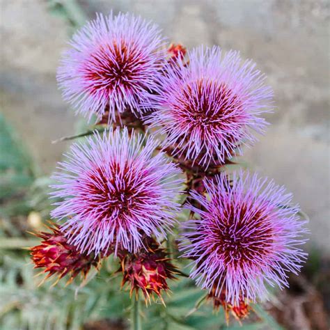 Maybe you would like to learn more about one of these? 5 Surprising Benefits of Milk Thistle - Part 2