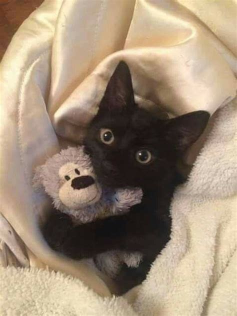 Pin By Melodie Szakats On Cats Mee Yow Cute Black Kitten Cute