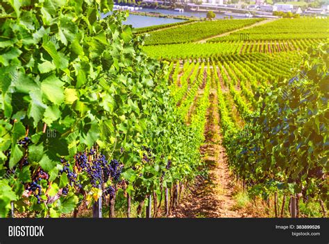 Grapevine Rows Image And Photo Free Trial Bigstock