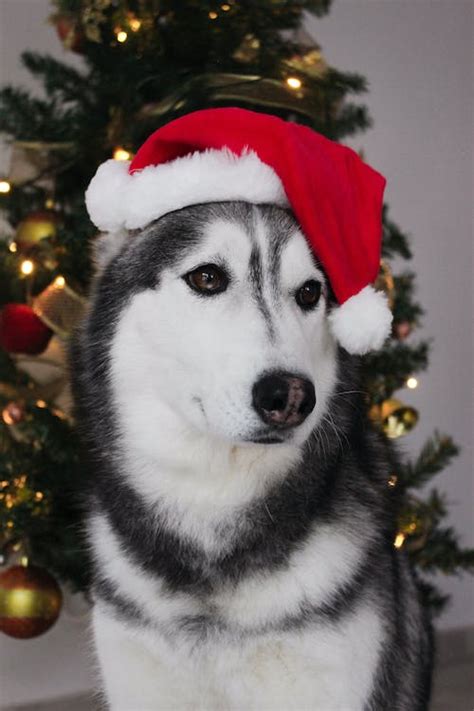 A Siberian Husky Wearing A Santa Hat · Free Stock Photo