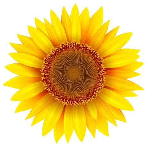 Sunflower Stock Vector Image By ©cobalt88 81450808