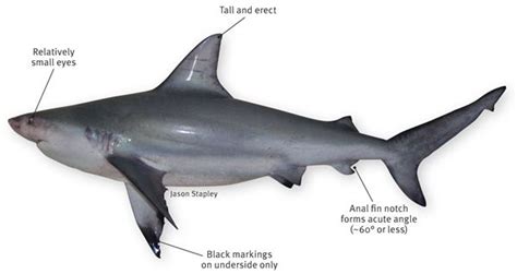 Pigeye Shark Alchetron The Free Social Encyclopedia