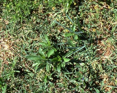 How To Control Broadleaf Weeds Yates