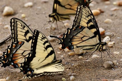 Beach Party Of Eastern Tiger Swallowtails Papilio Glaucus Flickr