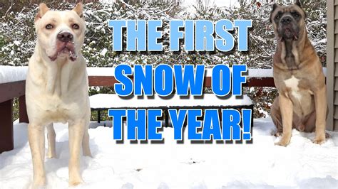 Our Dogs Enjoying The First Snow Of The Year Youtube