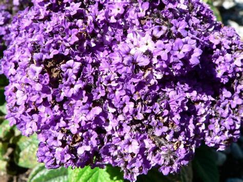 What kind of bush has purple flowers. File:Purple flowers bush.jpg