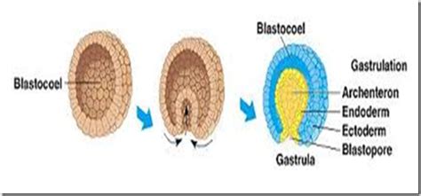 Perkembangan zigot menjadi embrio vertebrata mempunyai urutan tahapan sebagai berikut : Tahapan-tahapan Gastrulasi Embrio | ZONA BIOLOGI KITA