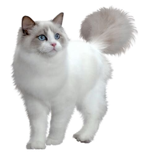 Кошка иконки ( 112 ). Cute White Kitten Transparent PNG Picture | Gallery ...