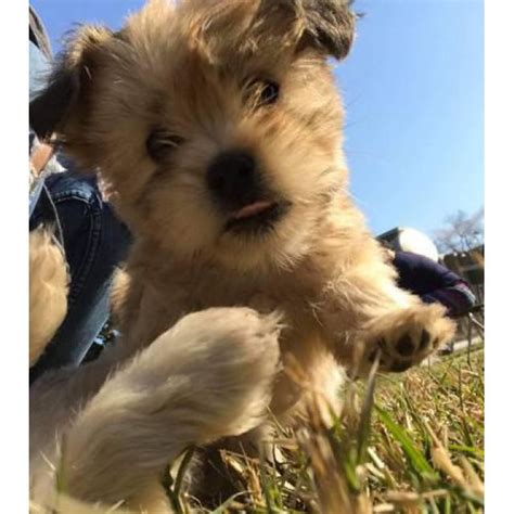 Cleo is a gorgeous aca shih tzu puppy. 2 boy Maltese shih tzu puppies for sale in Fresno ...