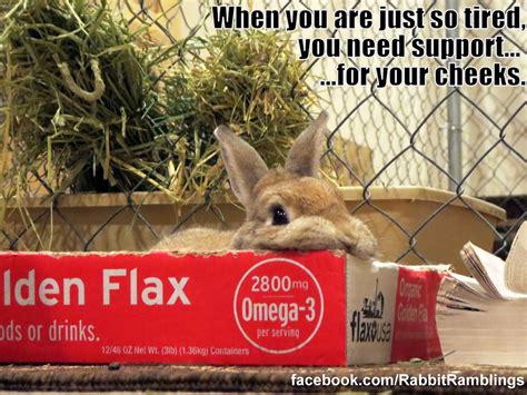 Rabbit Ramblings Rr Funny Bunny Memes