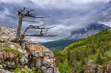 Dry Tree Clouds Sky Wallpapers Wallpaper Cave