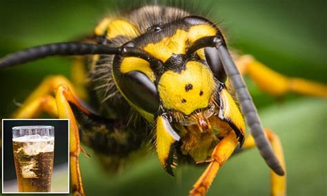 Britain Is Under Attack From Drunk And Irritable Wasps