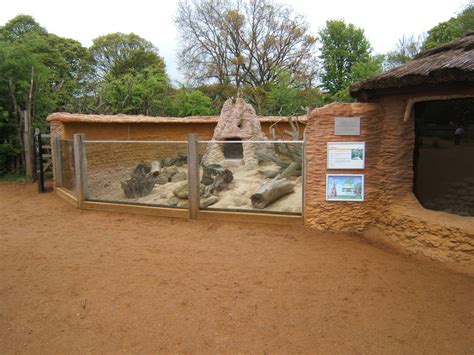 Meerkat Enclosure Zoochat