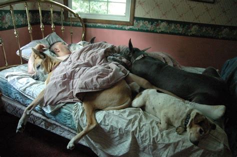 17 Adorable Photos Of Pets Sleeping In Bed With Their Humans Dog