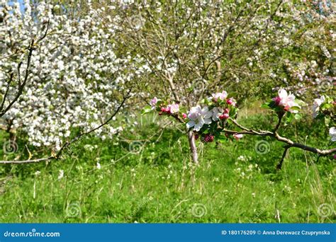 Blooming Apple Trees And Fruit Trees In The Orchard Stock Image Image