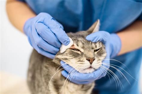 Fungal Skin Infections In Cats Bartlett Vet