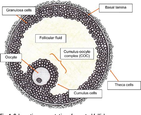Figure 1 From The Antral Follicle A Microenvironment For Oocyte