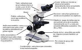 1) ocular, 2) tornillo macromético , 3) tubo óptico , 4) columna, 5) revólver portaobjetivos, 6) objetivos, 7) pinzas, 8) platina, 9) diafragma, 10) espejo o lámpara iluminadora, 11) pie, 12) tornillo micrométrico. el microscopio con sus partes y funciones - Buscar con ...