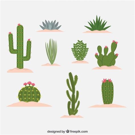 Differents Kind Of Cactus Design Free Vector Doodle Background Plant