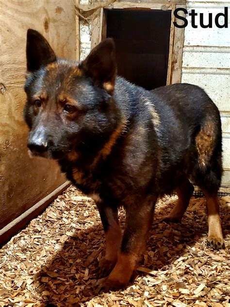 Adopted by the same family, a year apart. German Shepherd Puppies For Sale | East Freetown, MA #321167