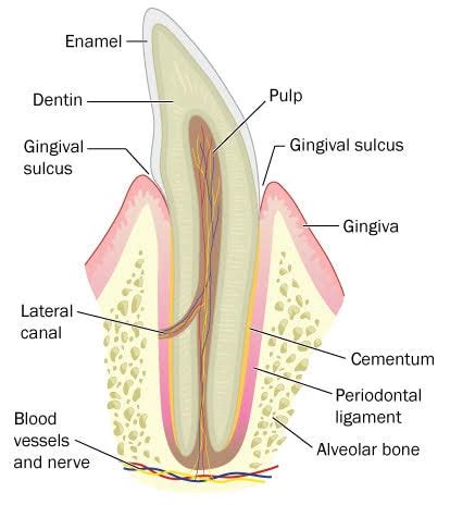 Cross section of a bone. Cross section of a tooth - Sutton Place Dental Associates