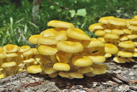 Edible Mushrooms On Tree 11 Stock Photo Image Of Grow Background