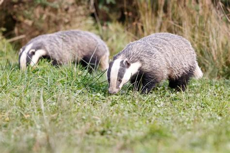 6 Ways To Deter Badgers And Stop Them Digging Up Your Lawn