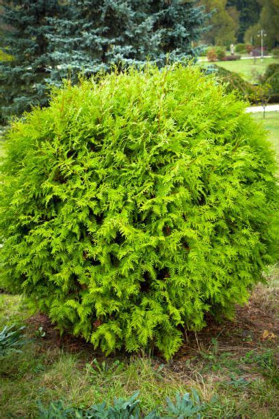 20 Essential Evergreen Shrubs Best Types Of Evergreen Bushes
