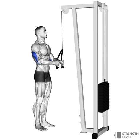 Tricep Cable Pulldown