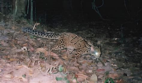 Marbled Cat Facts Distribution And Population Biodb