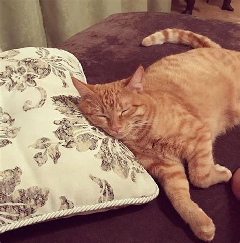 Top 100 Female Orange Tabby Cat Names Petpress