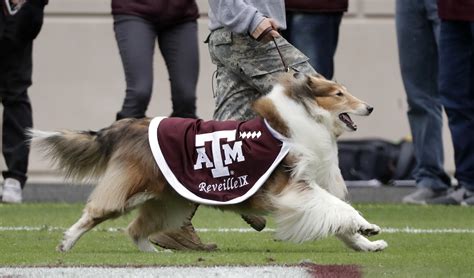 Texas Aandms Mascot Kidnapping Was A Rivalry Prank Gone Wrong Fanbuzz