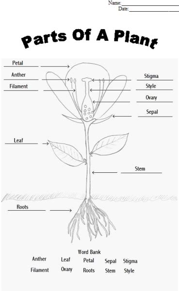 Parts Of A Plant Worksheet Find A Flower To Dissect And Glue
