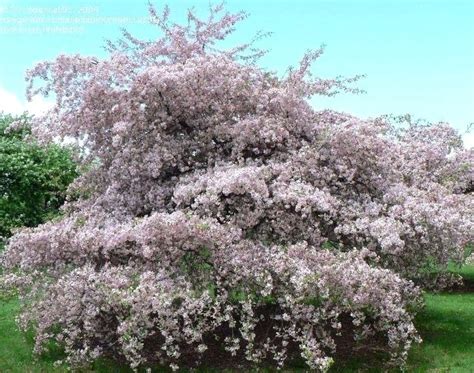 How To Grow The Ever Flowering Crabapple Tree Tree Doctors Inc