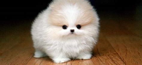 Medium sized teddy bear 18. How Much Does A Teacup Pomeranian Cost | PETSIDI
