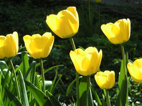 30 Gambar Bunga Tulip Warna Kuning Paling Modern Dan Nyaman
