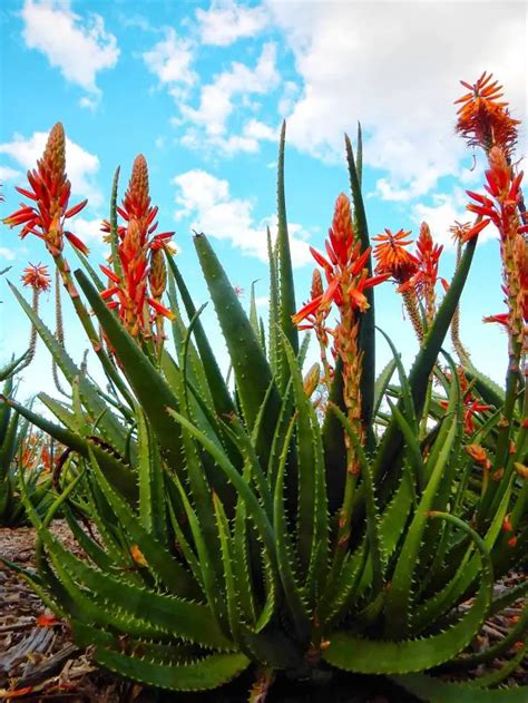 Guide To Aloe Vera Plant Care Outdoors And Indoors Mitcityfarm