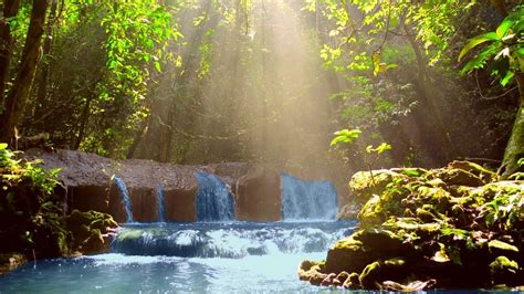 Calming Jungle Stream Sounds Relaxing Tropical Rainforest Waterfall