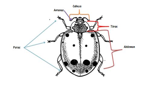 Los Insectos Anatomía De Los Insectos