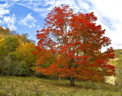 We did not find results for: The Sugar Maple | Near Spruce Knob West Virginia, The West ...