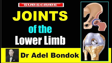 Joints Of The Lower Limb Dr Adel Bondok Youtube