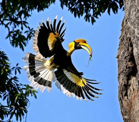 The Great Hornbill The State Bird Of Kerala ~ Kerala Green Beauty