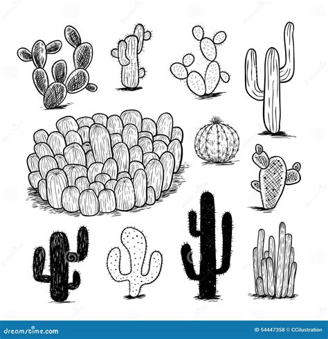 Cactus Collectionvector Illustration Stock Vector Illustration Of