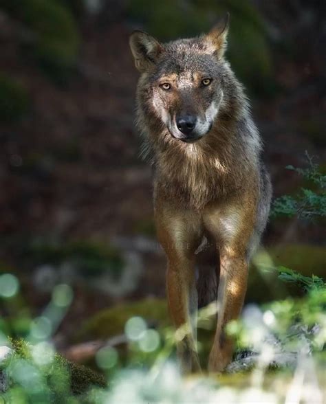 2600 Curtidas 17 Comentários Wolf Wolves Of Instagram 🐺 Livewith